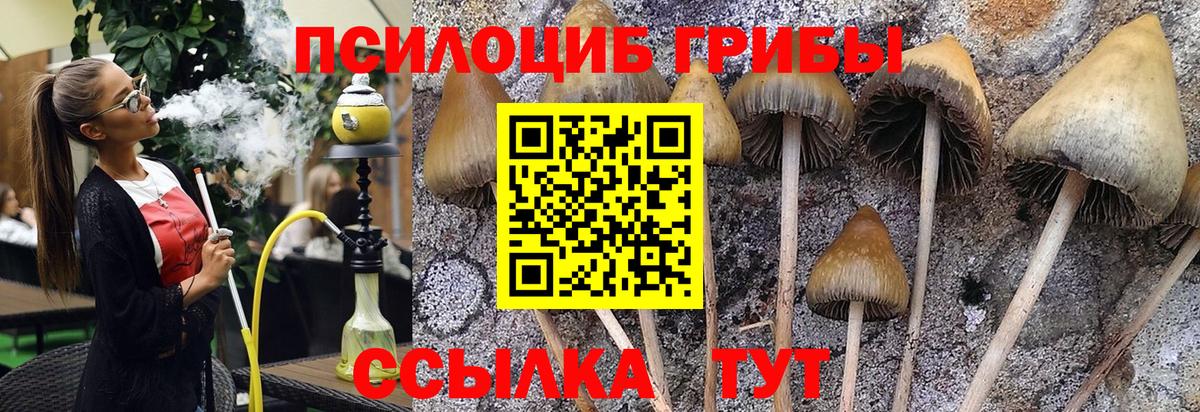 Псилоцибиновые грибы Psilocybine cubensis Обнинск